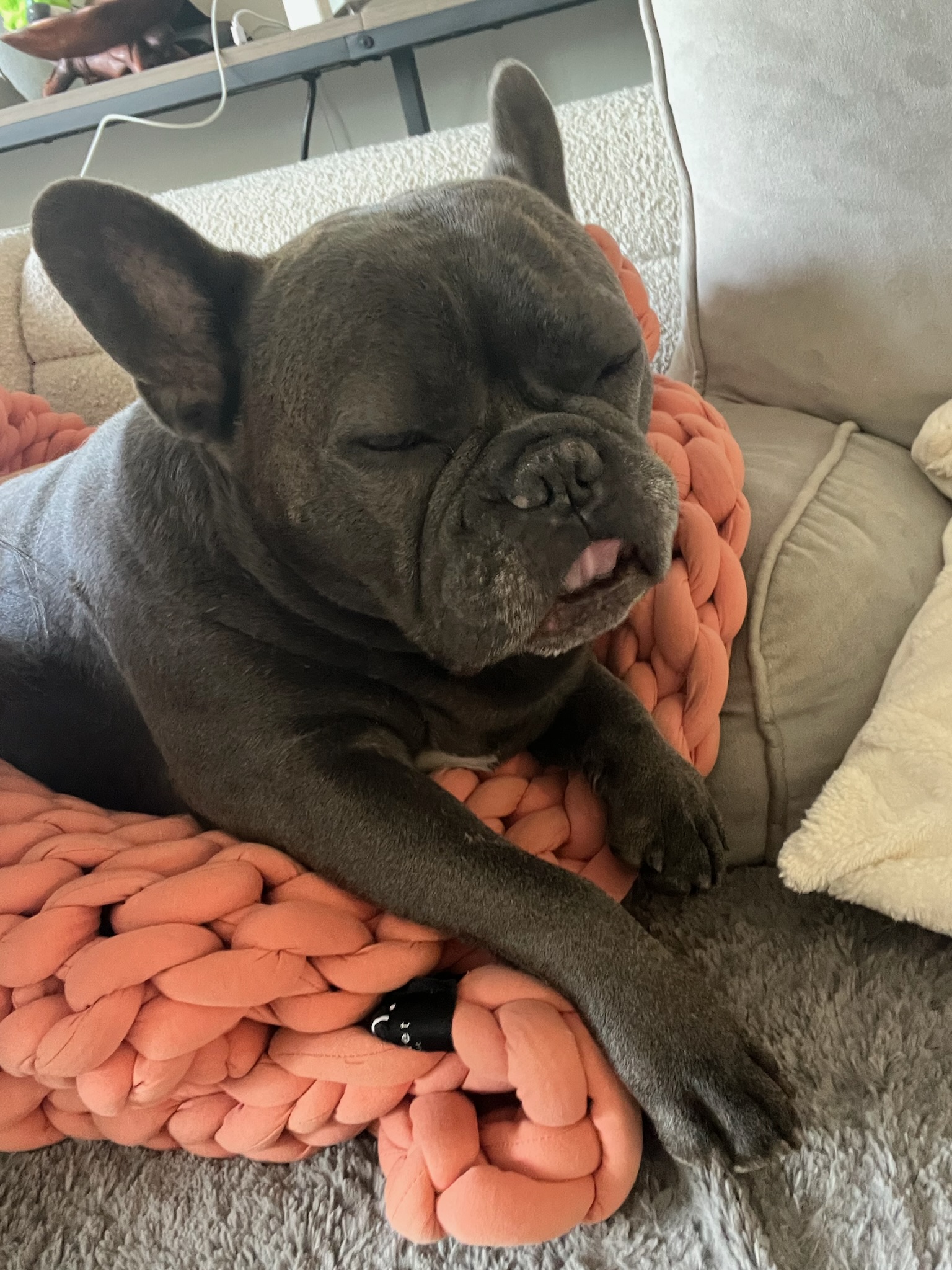 In-Home Pet Sitting
